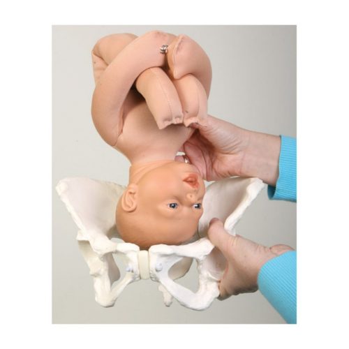 Pelvis-flexible-1024x1024